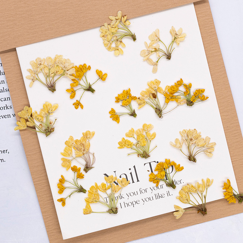 Dried Flower Bookmark - 24pcs,Natural Real Pressed Flowers Dried Plants