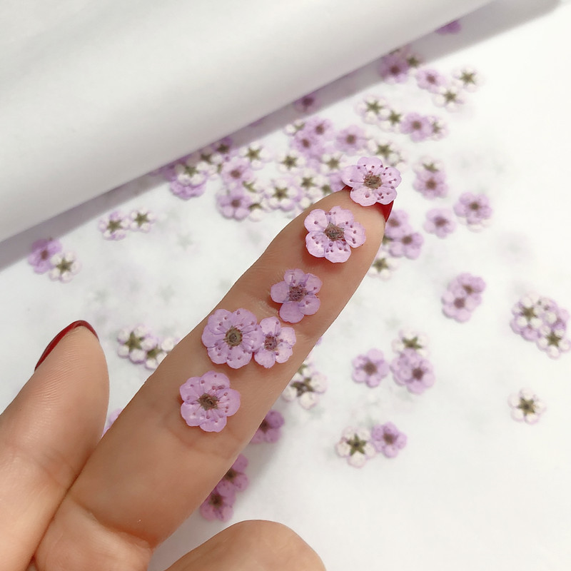 60pcs Mini Pressed Dried Narci - Dried Flower Bookmark recension och pris